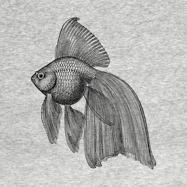 Goldfish Illustration | Pet Natural History by encycloart